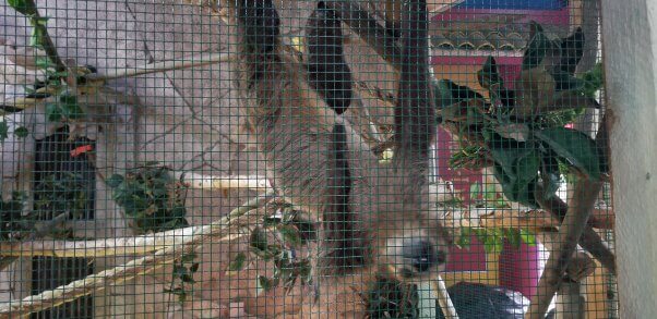 a sloth in a cage at a SeaQuest aquarium