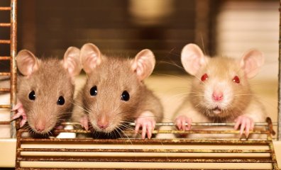 PETA to Northwestern: Stem the Tide of Misery in Your Laboratories—Act Now!
