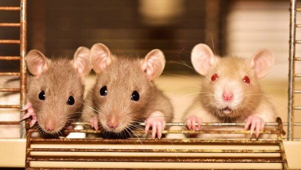 Three rats look out of cage