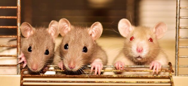Three rats look out of cage