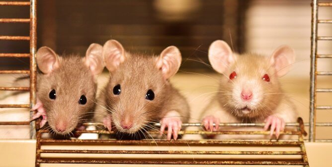PETA Calls For Paradigm Shift in Scientific Community to Face COVID-19: End Animal Tests
