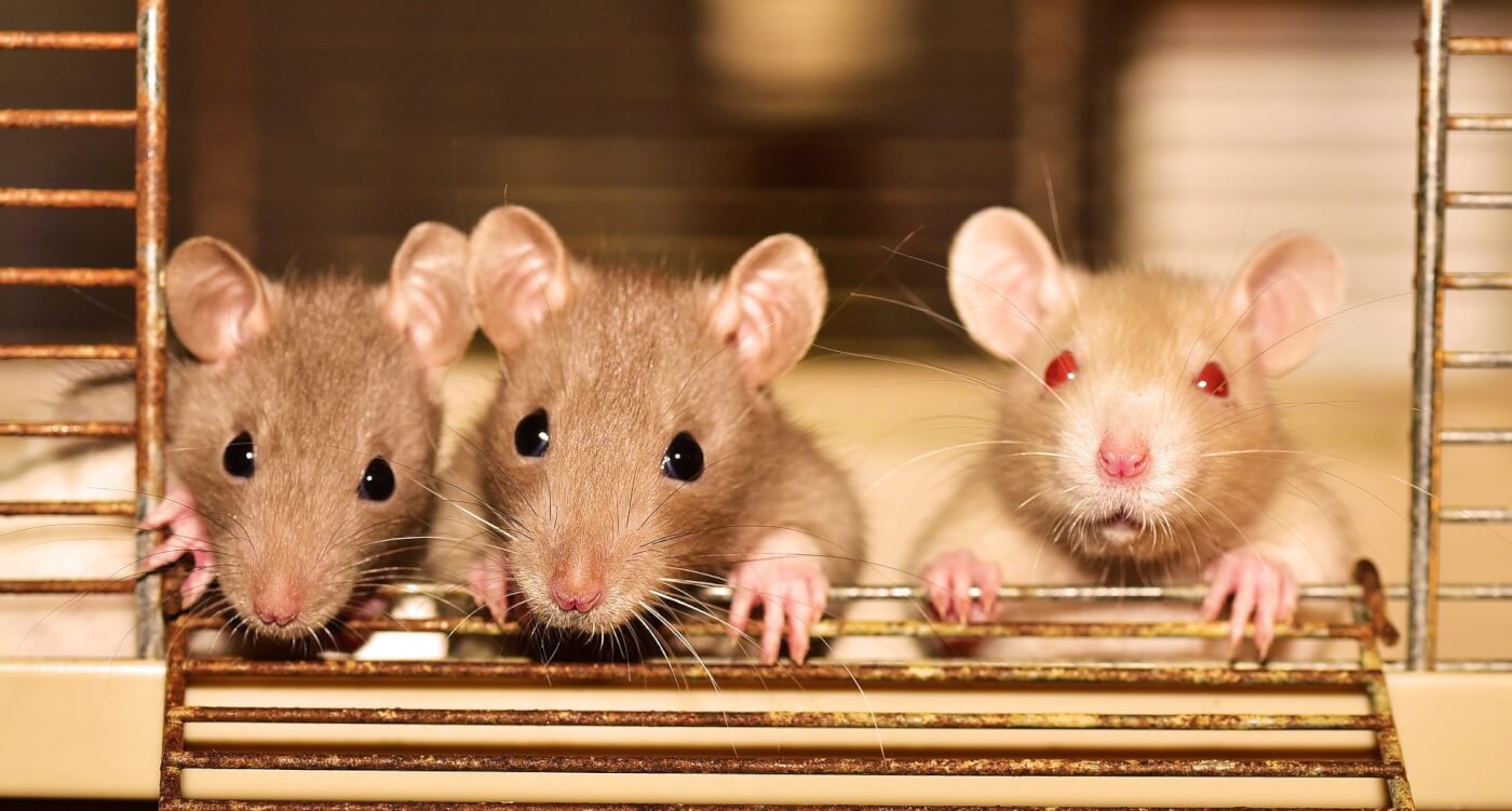 Three rats look out of cage