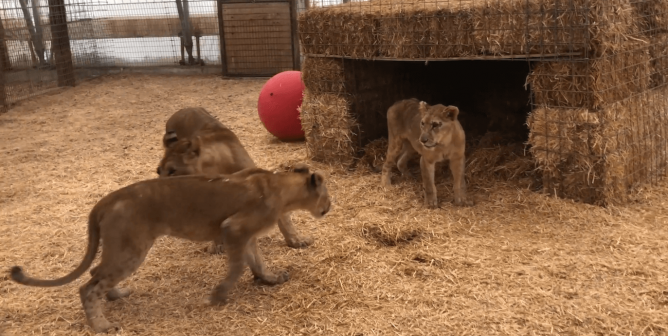 tiger king roadside zoo lions rescued