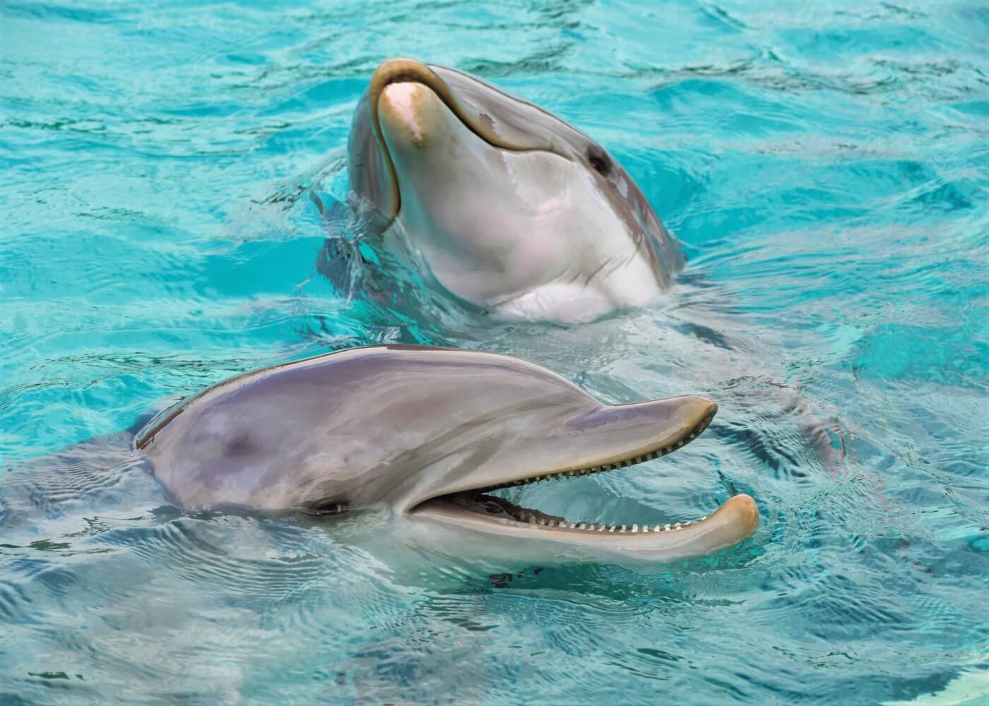 Two dolphins swim in bright blue water