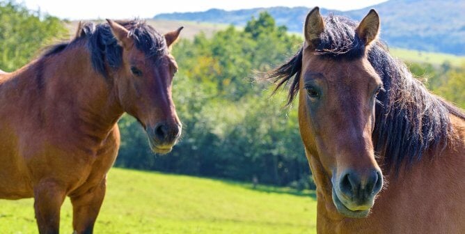 Two brown horses with green hills in the background
