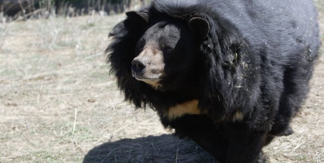 Dillan The Bear: Call for Charges in Bear-Neglect Case at Union County Sportsmen’s Club