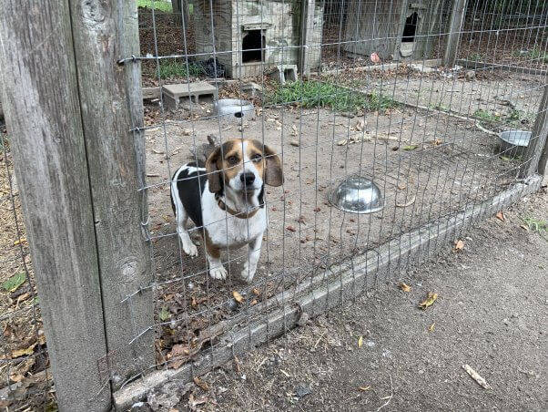 Bean, a beagle mix later rescued by PETA, in dilapidated pen