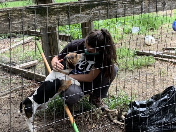 Bean getting love from PETA fieldworker