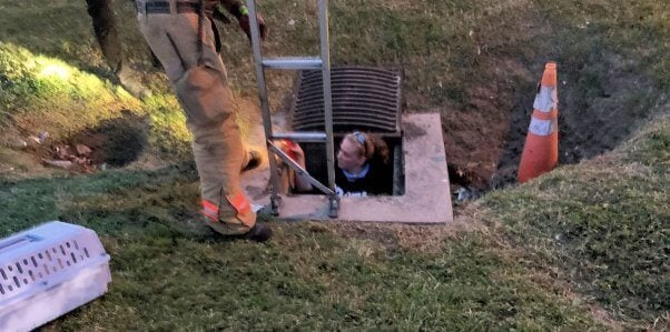 PETA fieldworker descending into sewer to rescue kitten