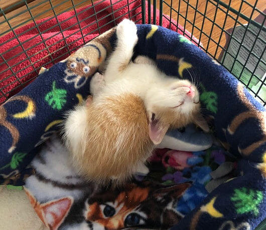 Sweet kitten sleeping on blankets after rescue from sewer