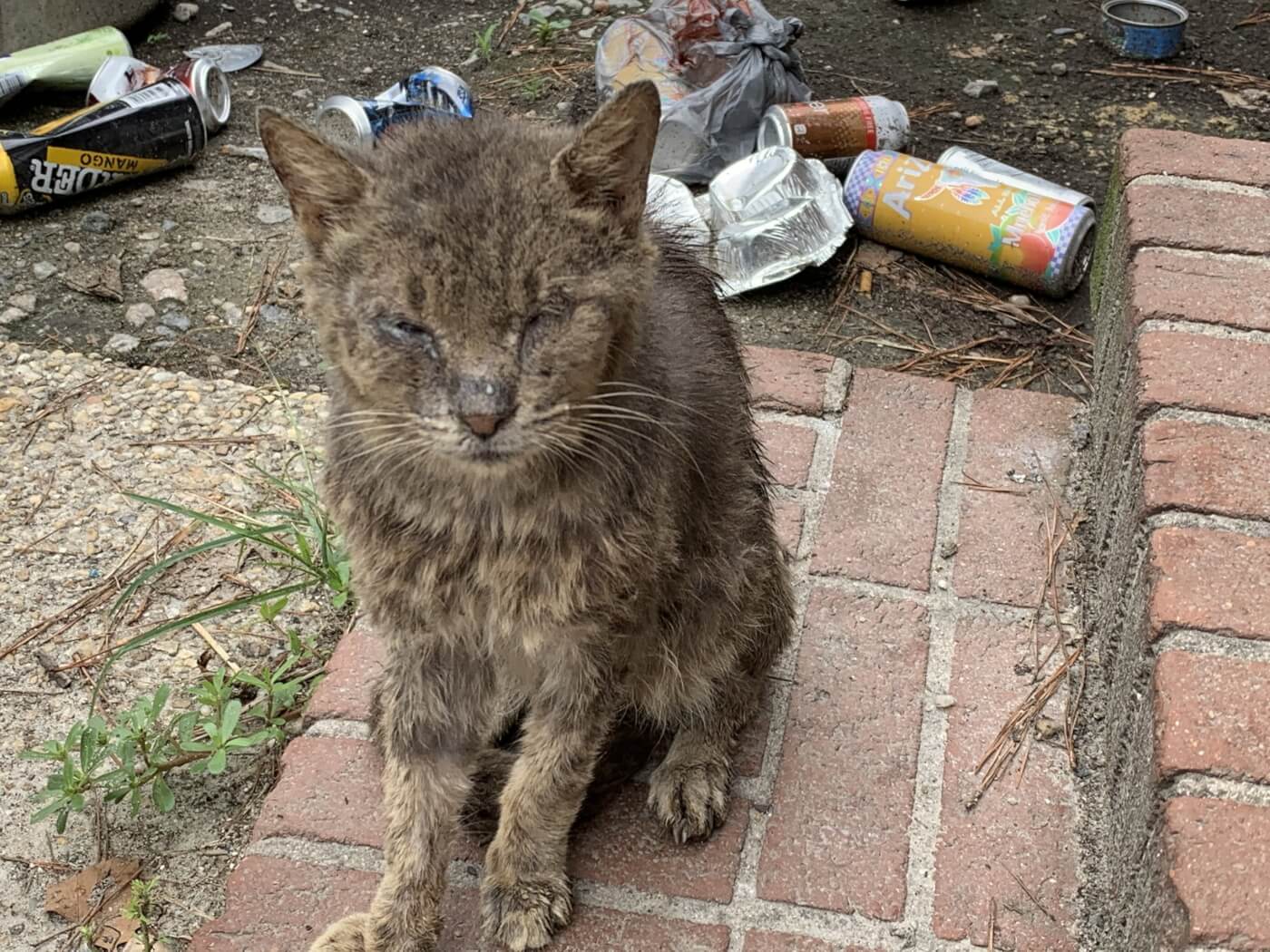 senior cat suffering before euthanasia