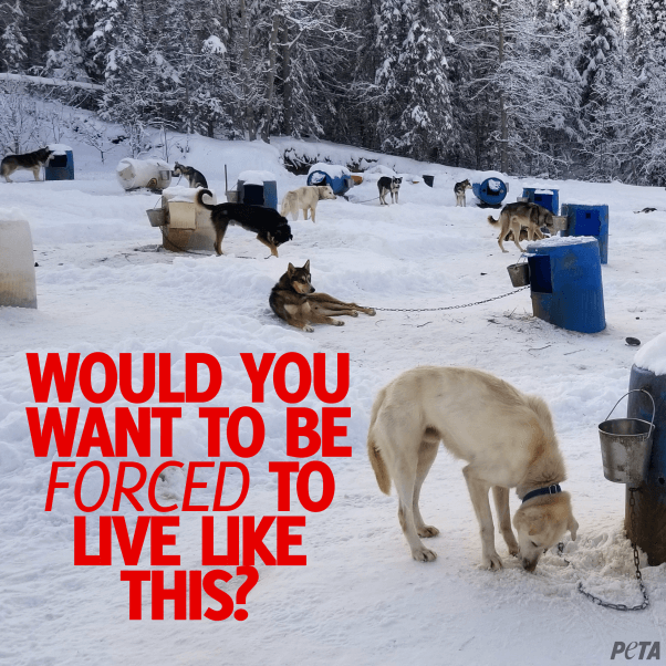 Dogs outside in the cold, on snow covered ground, chains to barrels at an outdoor kennel