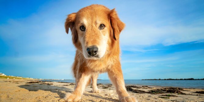 mingo on the beach