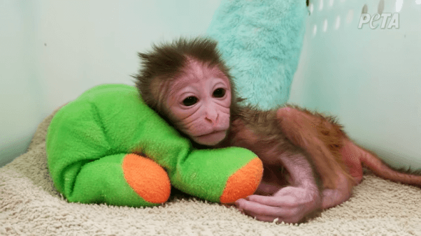 Ned Kalin experiments on monkeys Wisconsin national primate research center