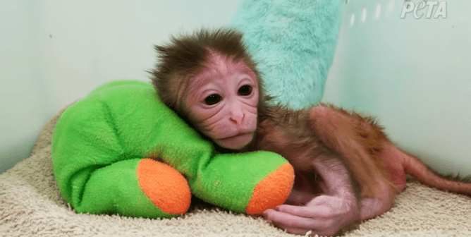 Ned Kalin experiments on monkeys Wisconsin national primate research center