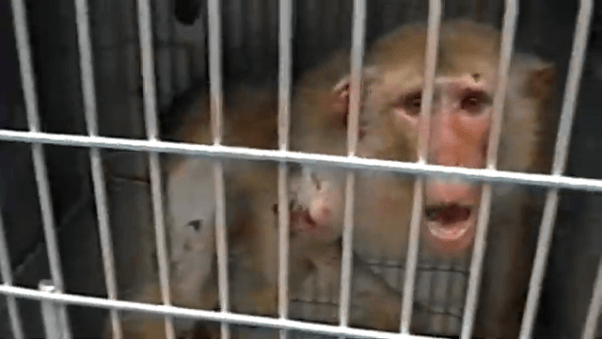 Injured monkey looks at camera and cries out