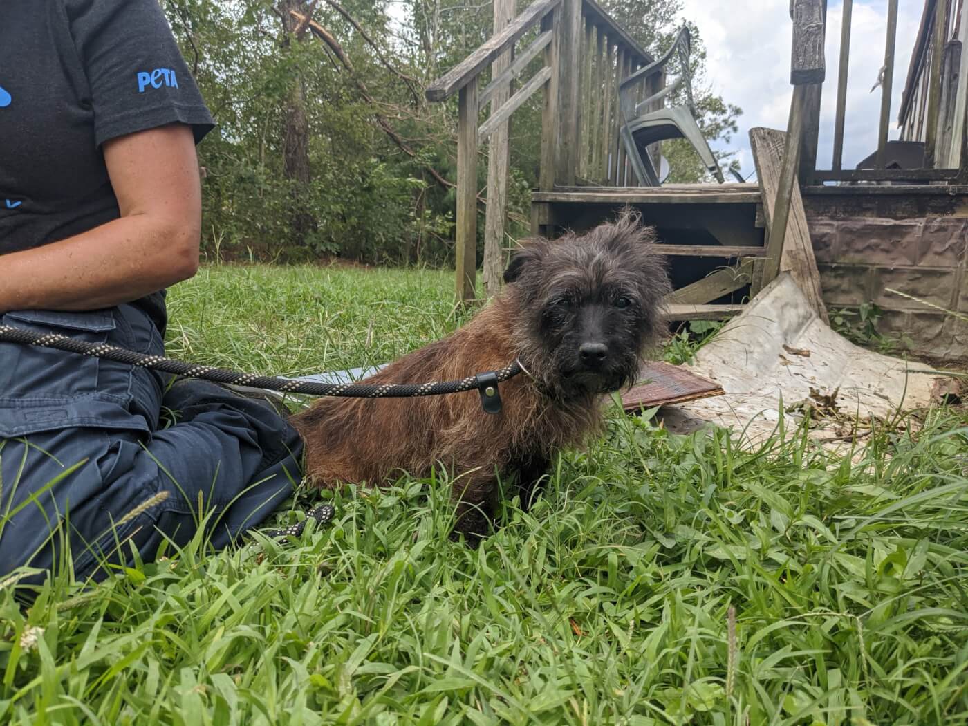 This little dog was recovered from the debris of a tornado by a team of PETA fieldworkers