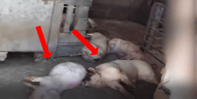 Police Bodycam Footage Shows Dead Pigs in Tyson Shed