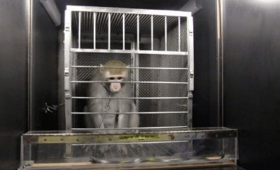 Dr. Biruté Galdikas Tells NIH: Monkey Brain-Damage Surgeries Are ‘Pointless,’ Must End