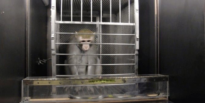 A monkey named Nurmi in a cage, being frightened by a faux snake