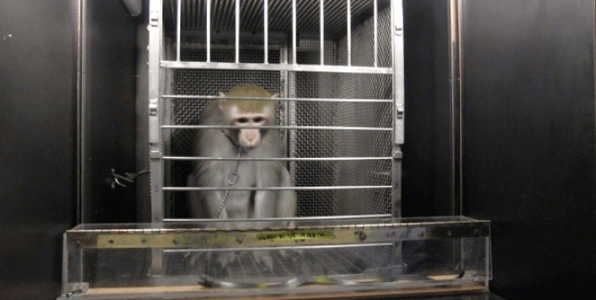 Dr. Biruté Galdikas Tells NIH: Monkey Brain-Damage Surgeries Are ‘Pointless,’ Must End