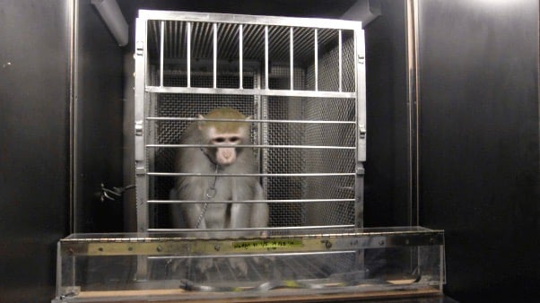 A monkey named Nurmi in a cage, being frightened by a faux snake