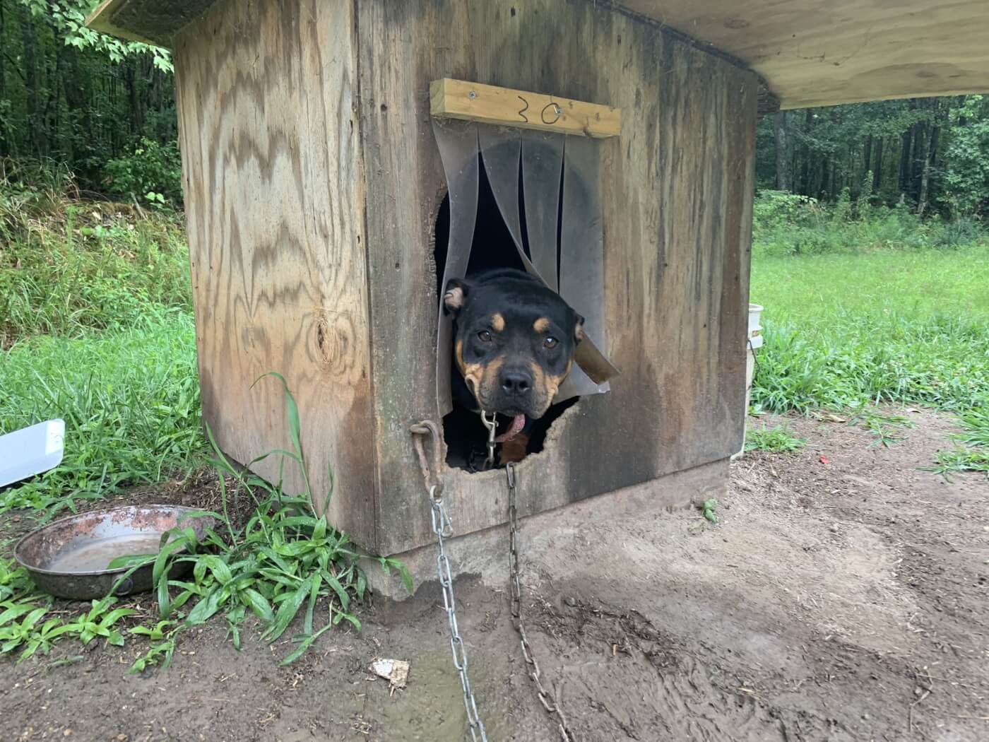 Cupcake the dog chained to a doghouse