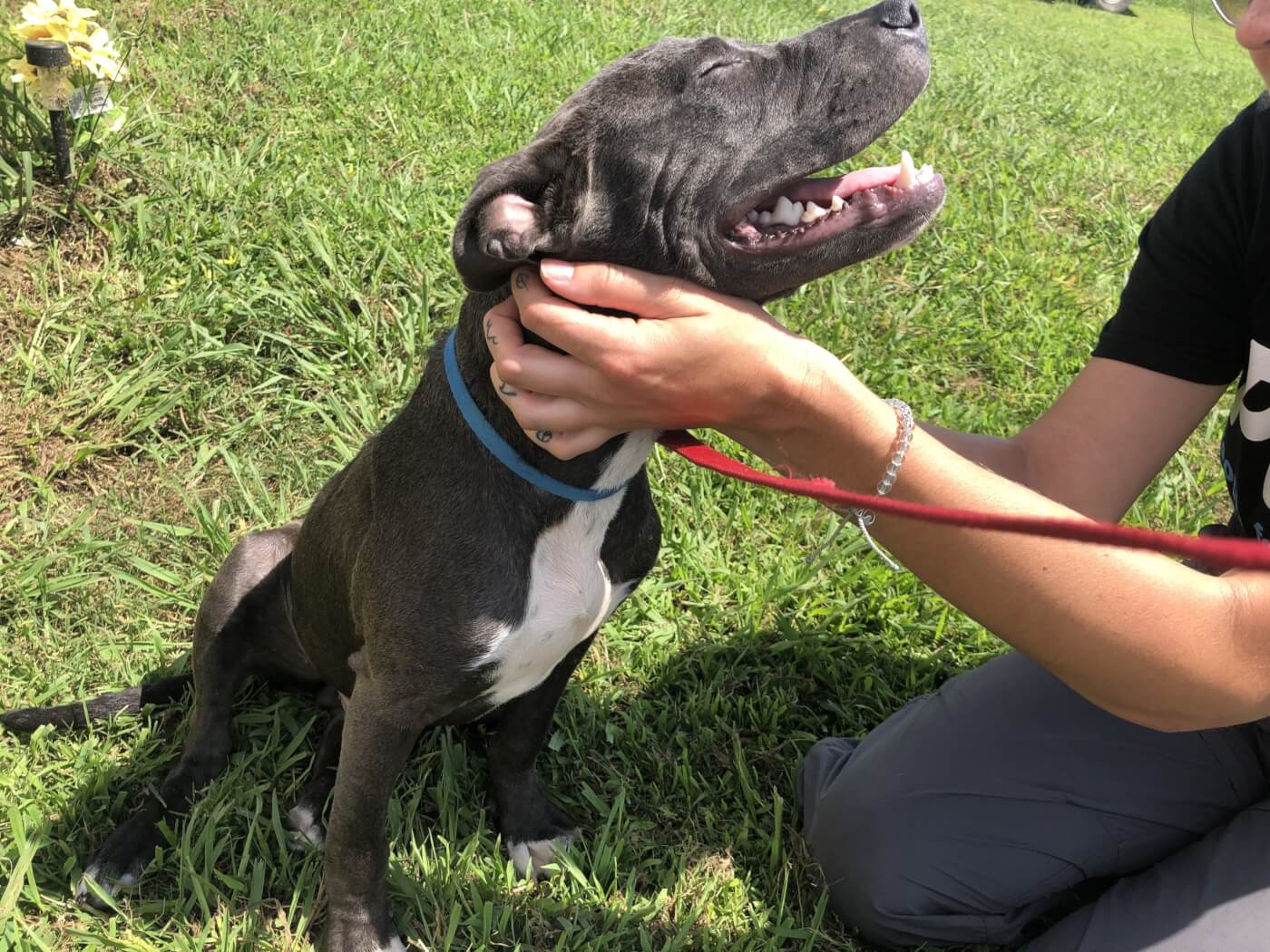 Thor after being treated and transferred to an adoption clinic