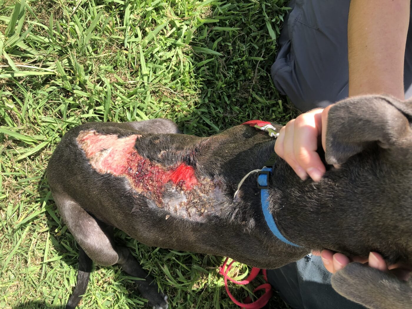 Dog with a chemical burn from living in neglectful conditions