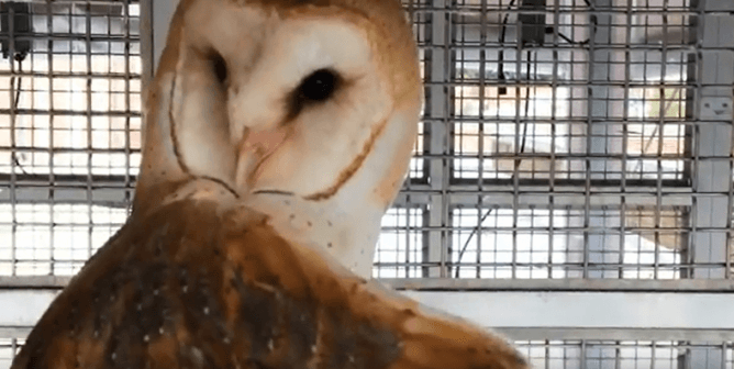 an owl imprisoned at a Johns Hopkins lab for Shreesh Mysore's horrific experiments