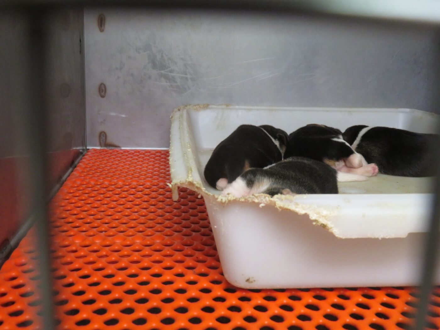 beagle puppies inbroken container