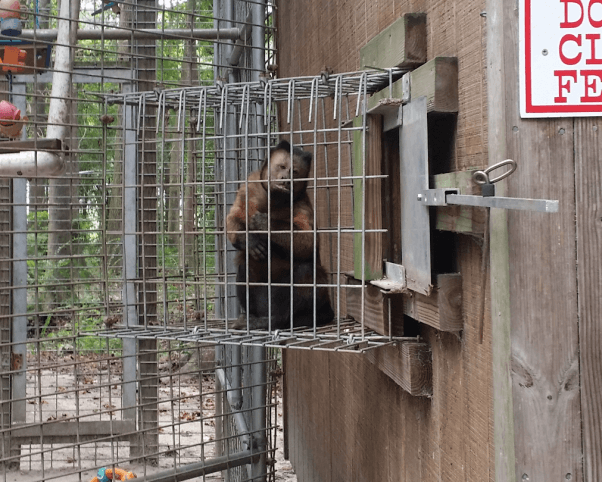 Jake the tufted capuchin at Waccatee Zoo