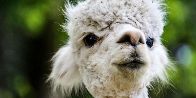 Small alpaca with blurry green leaves