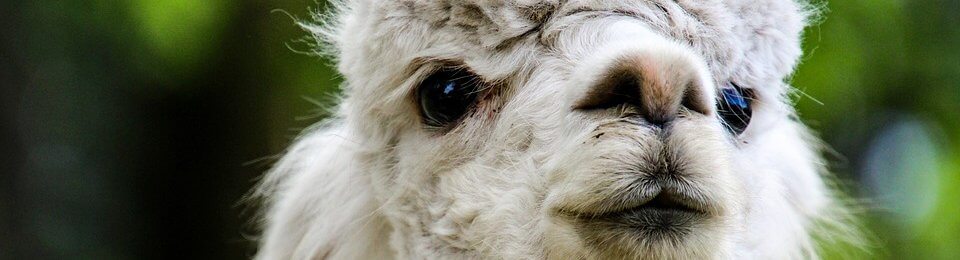 Small alpaca with blurry green leaves