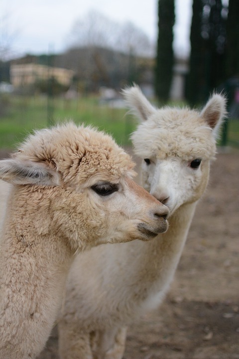 alpaca friends