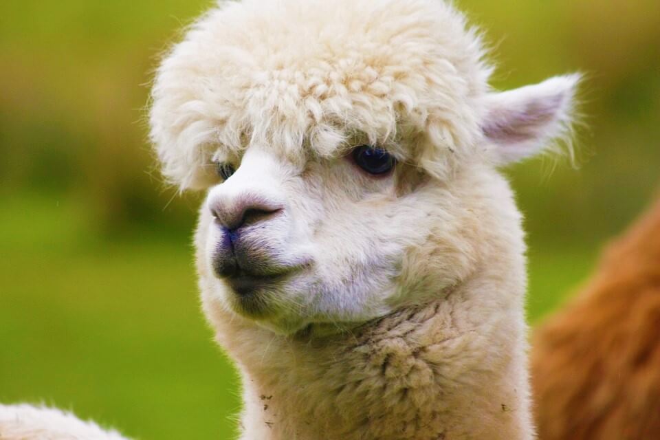 Victory! Chico's, Soma, and Others Ban Alpaca Fleece