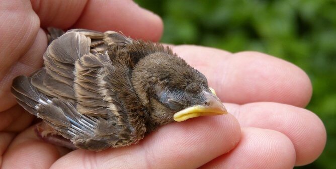 PETA sues LSU over Chrstine Lattin experiments on birds