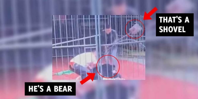 Bear Snaps at Handler Mid-Circus, Is Beaten With a Shovel
