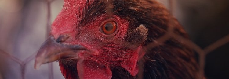 Chicken behind wire cage