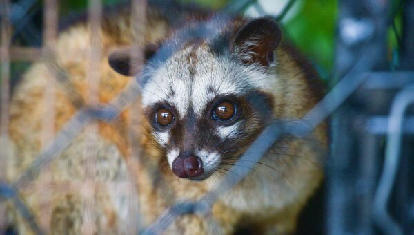 Civet Cats Suffer for Kopi Luwak Coffee—Urge Bacha Coffee to Act Now