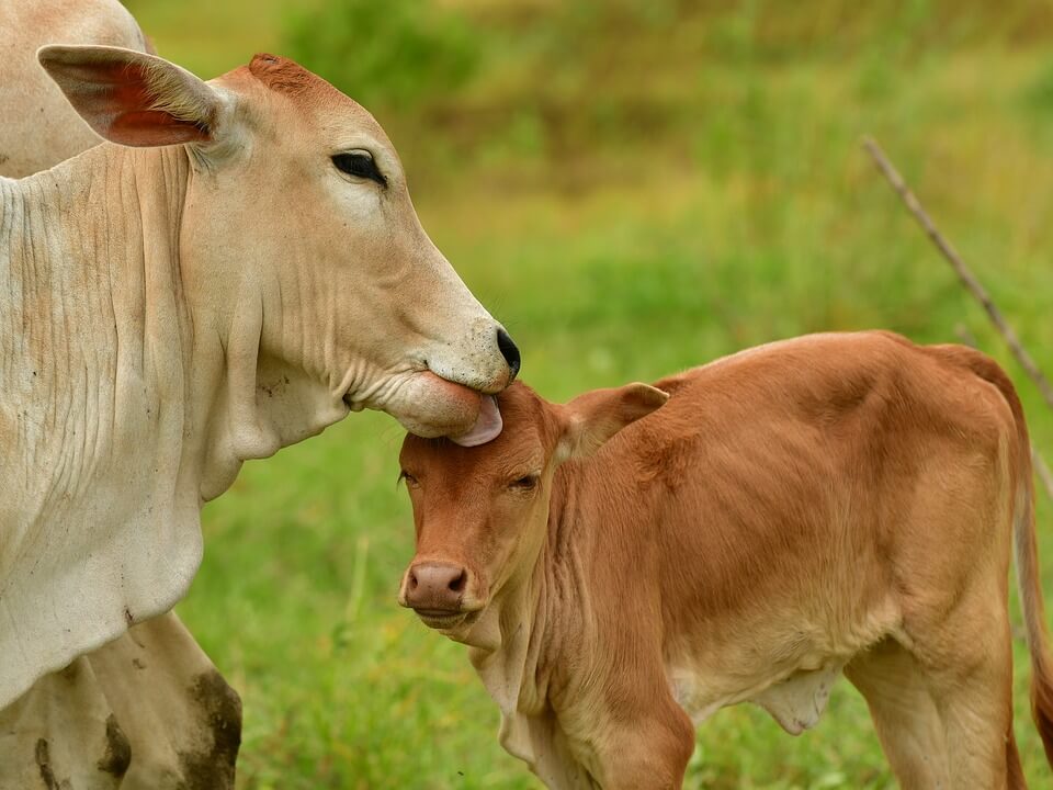 Mother licks baby cow in green field