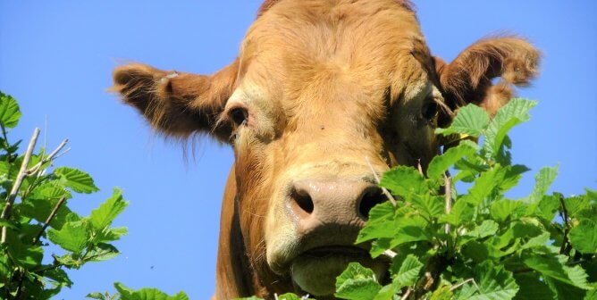 Brown cow looks over the leaves with blue sky