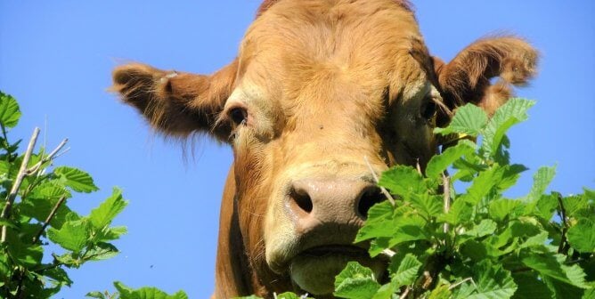 We Don’t Need a DeLorean to Fight Climate Change—We Need Vegans