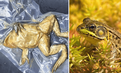 Calling Students, Parents, and Educators: Help Us ‘Cut Out Dissection’ in October