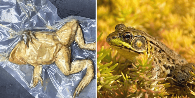 Frog used for dissection, living frog in yellow plant