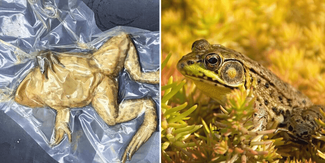 Calling Students, Parents, and Educators: Help Us ‘Cut Out Dissection’ in October