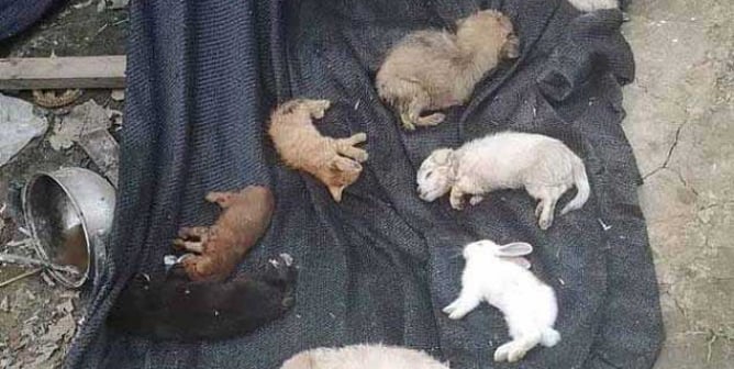 5,000 Dogs, Other Animals Likely Bought Online Found Dead in Shipping Boxes