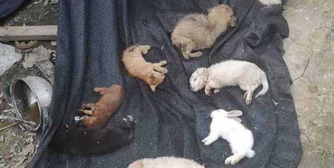 dead dogs, rabbits, and other animals at a shipping facility in central China