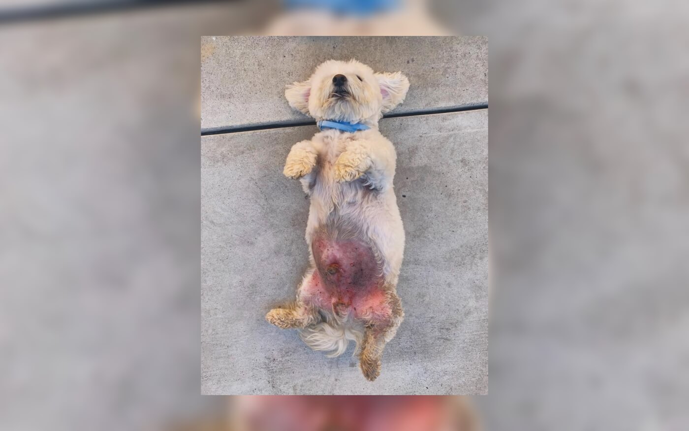 Photo Dog S Alleged Infection After Petsmart Grooming Peta