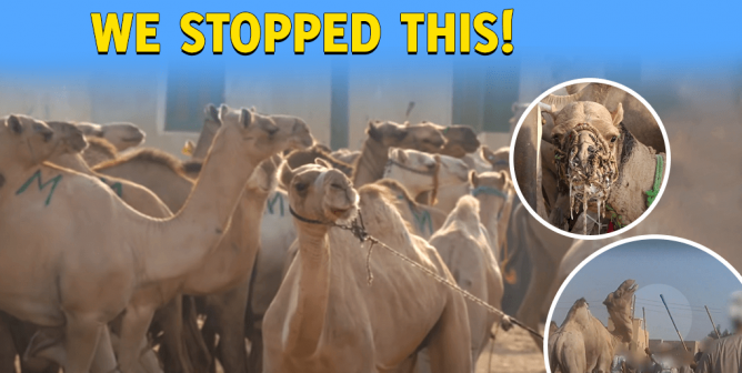 Camel victory for Egypt